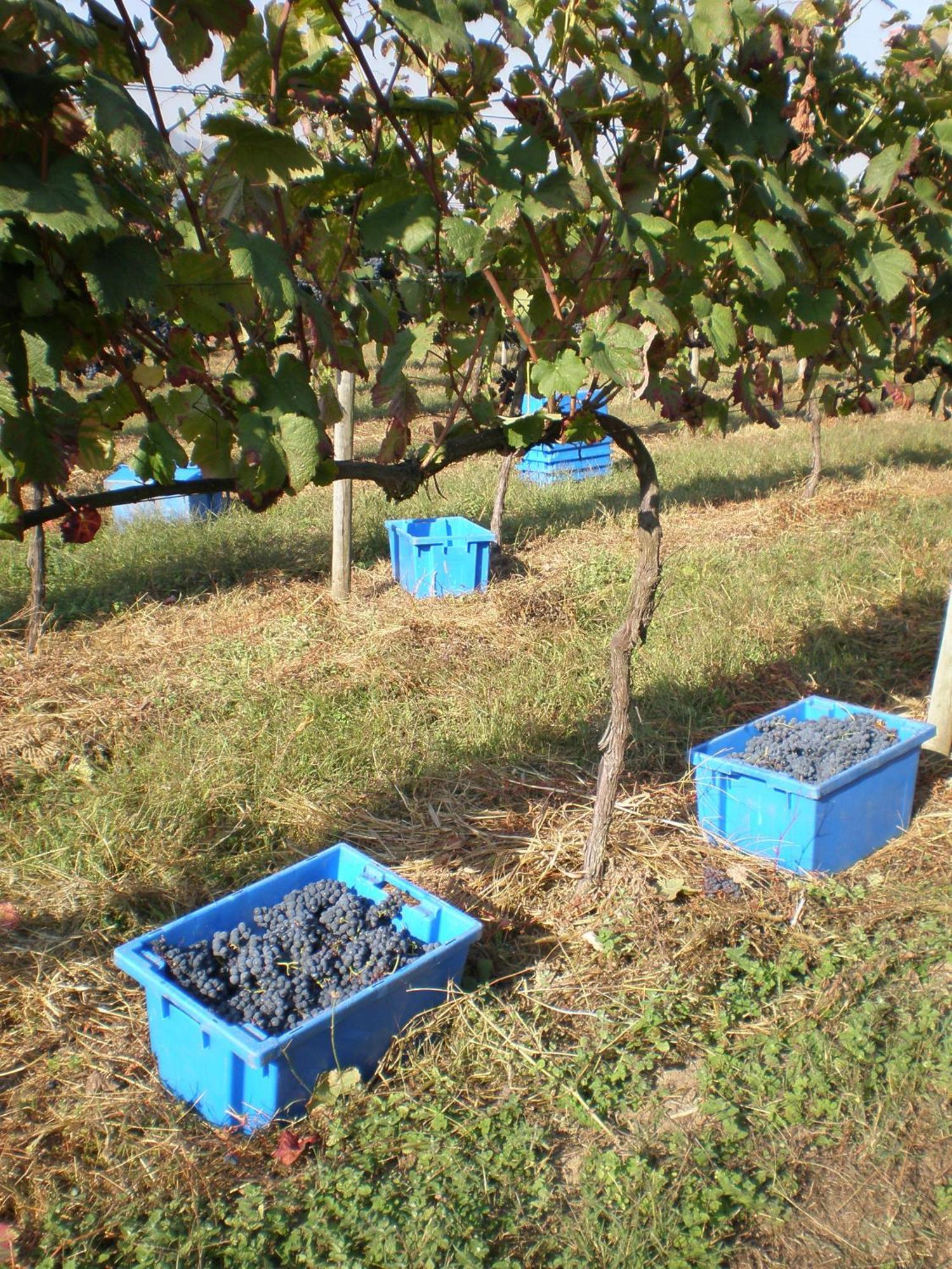 1720 Quinta Da Cancela - Winery & Farmhouse Guimarães Zewnętrze zdjęcie