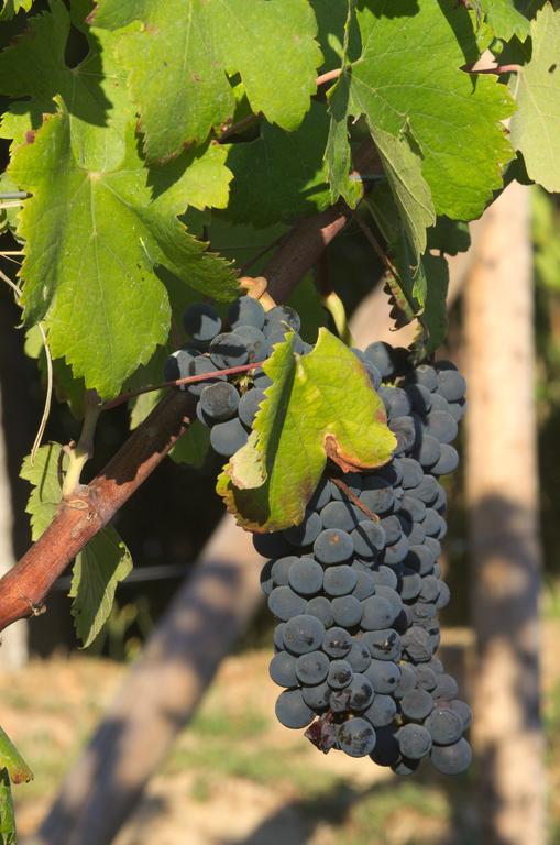 1720 Quinta Da Cancela - Winery & Farmhouse Guimarães Zewnętrze zdjęcie